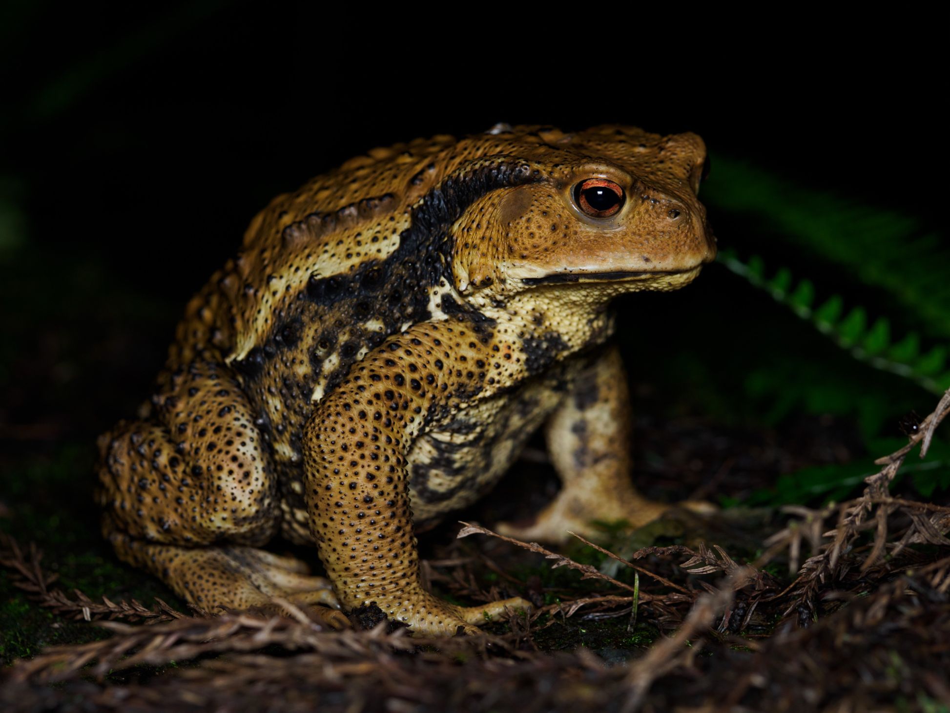 western japanese toad.jpg